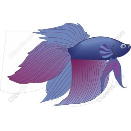 Vibrant Betta Fish