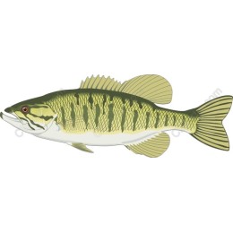 Largemouth Bass