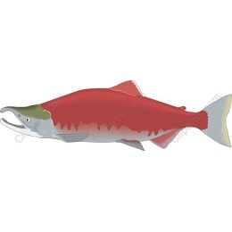 Vibrant Salmon