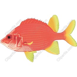 Vibrant Red Fish