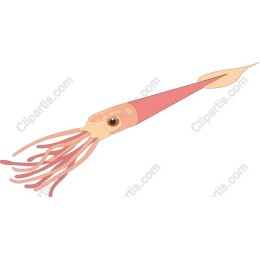 Exquisite Squid
