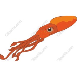 Vibrant Orange Squid