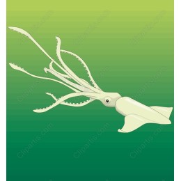 Elegant Squid