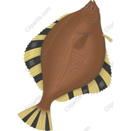 Flounder