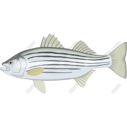 Striped Bass
