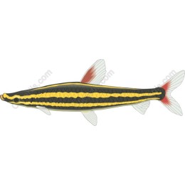 Freshwater Fish - /