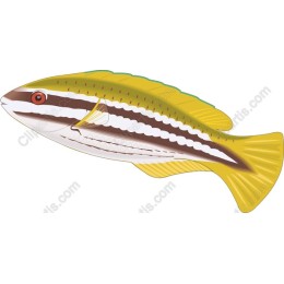Tropical Fish