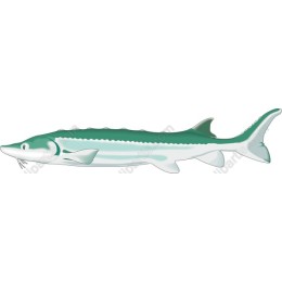 Sturgeon