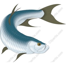 Elegant Fish