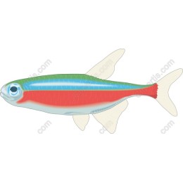 Colorful Fish
