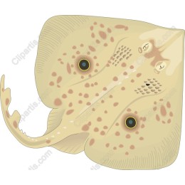 Stingrays