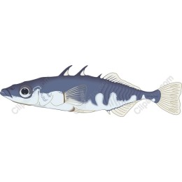 Aquatic Elegance: Premium Fish