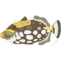 Captivating Fish
