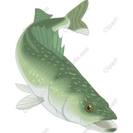 Premium Fish