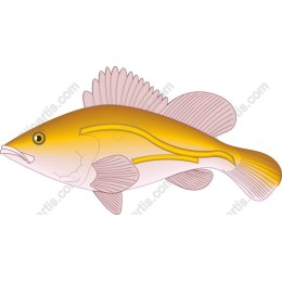 Golden Fish - Versatile Aquatic