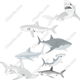 Shark Species Set