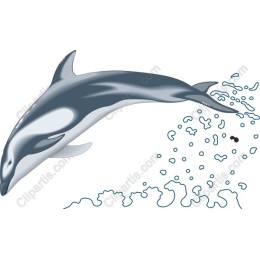Dolphin Leap