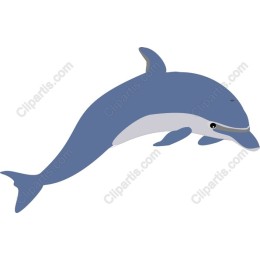 Charming Dolphin