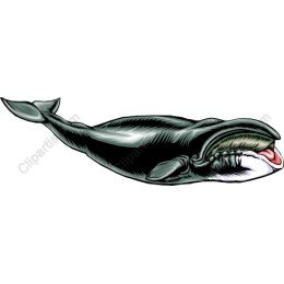 Majestic Whale