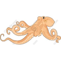 Elegant Octopus