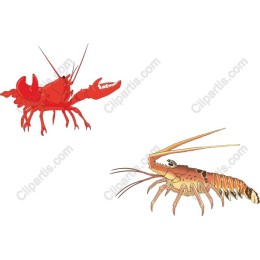 Lobster and Langoustine