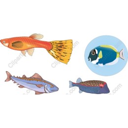 Aquatic Wonders: Fish Collection