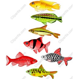 Vibrant Fish Collection