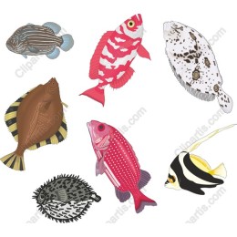 Vibrant Fish Collection