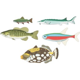 Aquatic Life - Diverse Fish Collection