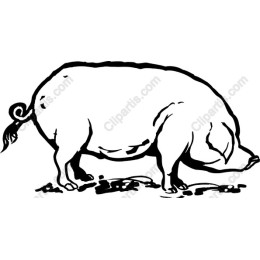 Charming Playful Pig
