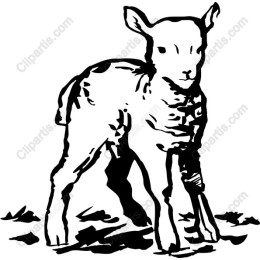 Charming Baby Lamb