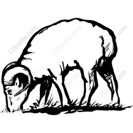 Grazing Ram Hand-Drawn