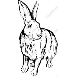 Charming Rabbit