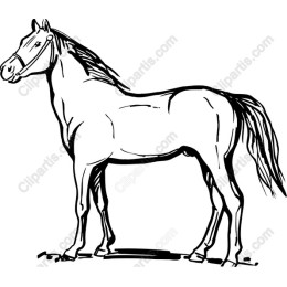 Majestic Horse