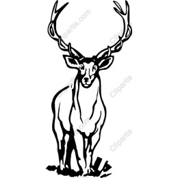 Majestic Stag