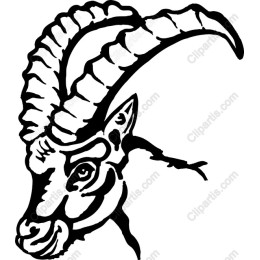 Mountain Goat