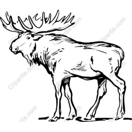 Majestic Mooses