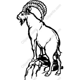 Majestic Ram
