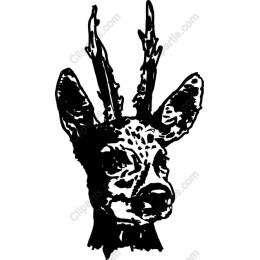 Majestic Deer Head