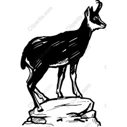 Majestic Chamois