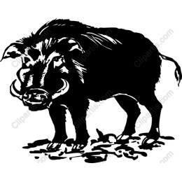 Wild Boars Available