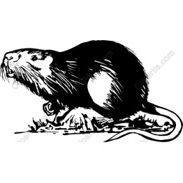 Mammal