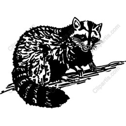 Raccoon - Black and White