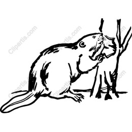 Charming Beaver
