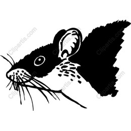 Charming Black and White Mouse