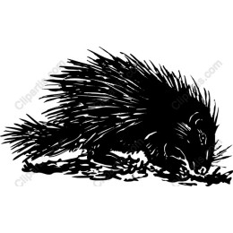 Porcupine
