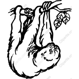 Sloth Hanging on a Branch