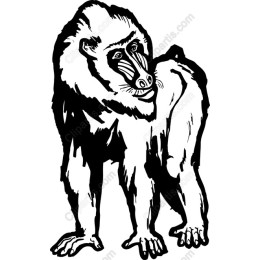 Baboon in Black and White