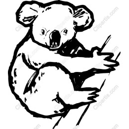 Adorable Koala Bear