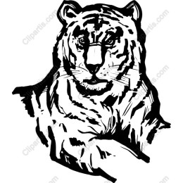 Majestic Tiger
